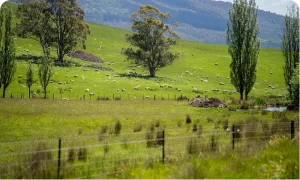 South West Slopes